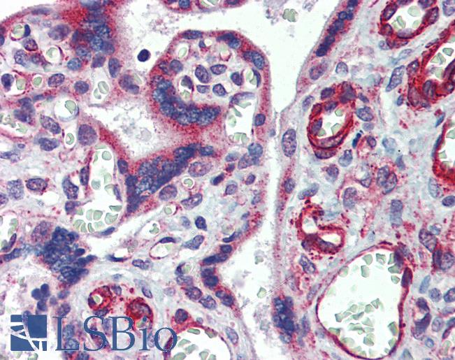 MCTP1 Antibody - Placenta, Human: Formalin-Fixed, Paraffin-Embedded (FFPE).  This image was taken for the unconjugated form of this product. Other forms have not been tested.