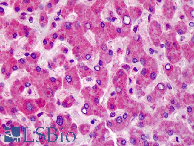 MCTP1 Antibody - Anti-MCTP1 antibody IHC of human liver. Immunohistochemistry of formalin-fixed, paraffin-embedded tissue after heat-induced antigen retrieval. Antibody concentration 5 ug/ml.  This image was taken for the unconjugated form of this product. Other forms have not been tested.