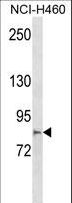 MCTP2 Antibody - MCTP2 Antibody western blot of NCI-H460 cell line lysates (35 ug/lane). The MCTP2 antibody detected the MCTP2 protein (arrow).