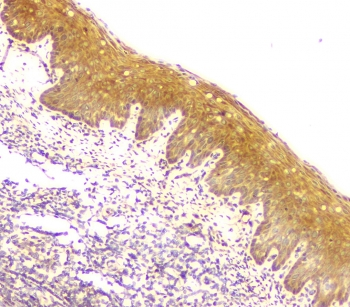 MCUR1 / CCDC90A Antibody - IHC staining of FFPE human tonsil tissue with MCUR1 antibody at 1ug/ml. HIER: boil tissue sections in pH6, 10mM citrate buffer, for 10-20 min and allow to cool before testing.