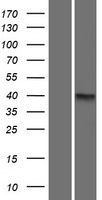 MCUR1 / CCDC90A Protein - Western validation with an anti-DDK antibody * L: Control HEK293 lysate R: Over-expression lysate