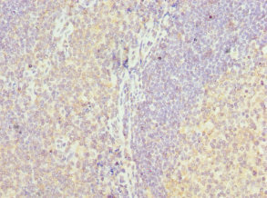 MD-1 / LY86 Antibody - Immunohistochemistry of paraffin-embedded human tonsil tissue at dilution 1:100