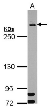 MDC1 Antibody - Sample (30 ug of whole cell lysate) A: HeLa nucleus 5% SDS PAGE MDC1 antibody diluted at 1:1000