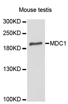 MDC1 Antibody - Western blot analysis of extracts of mouse testis, using MDC1 antibody at 1:3000 dilution. The secondary antibody used was an HRP Goat Anti-Rabbit IgG (H+L) at 1:10000 dilution. Lysates were loaded 25ug per lane and 3% nonfat dry milk in TBST was used for blocking. An ECL Kit was used for detection and the exposure time was 90s.