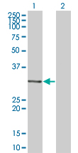 MDFI / I-MF Antibody - Western Blot analysis of MDFI expression in transfected 293T cell line by MDFI monoclonal antibody (M07), clone 3B4.Lane 1: MDFI transfected lysate(25.029 KDa).Lane 2: Non-transfected lysate.
