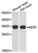MDFI / I-MF Antibody - Western blot analysis of extracts of various cell lines, using MDFI antibody at 1:3000 dilution. The secondary antibody used was an HRP Goat Anti-Rabbit IgG (H+L) at 1:10000 dilution. Lysates were loaded 25ug per lane and 3% nonfat dry milk in TBST was used for blocking. An ECL Kit was used for detection and the exposure time was 1s.