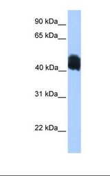 MDFIC / HIC Antibody - MCF7 cell lysate. Antibody concentration: 1.0 ug/ml. Gel concentration: 12%.  This image was taken for the unconjugated form of this product. Other forms have not been tested.