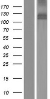 MDGA1 Protein - Western validation with an anti-DDK antibody * L: Control HEK293 lysate R: Over-expression lysate