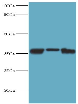 MDH / MDH2 Antibody - Western blot. All lanes: Malate dehydrogenase, mitochondrial antibody at 4 ug/ml. Lane 1: mouse lung tissue. Lane 2: 293T whole cell lysate. Lane 3: K562 whole cell lysate. secondary Goat polyclonal to rabbit at 1:10000 dilution. Predicted band size: 36 kDa. Observed band size: 36 kDa.