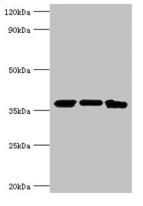 MDH / MDH2 Antibody - Western blot All lanes: MDH2 antibody at 4µg/ml Lane 1: Mouse lung tissue Lane 2: 293T whole cell lysate Lane 3: K562 whole cell lysate Secondary Goat polyclonal to rabbit IgG at 1/10000 dilution Predicted band size: 36, 31 kDa Observed band size: 36 kDa