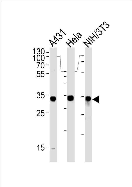 MDH / MDH2 Antibody - MDH2 Antibody western blot of A431,HeLa and mouse NIH/3T3 cell line lysates (35 ug/lane). The MDH2 antibody detected the MDH2 protein (arrow).