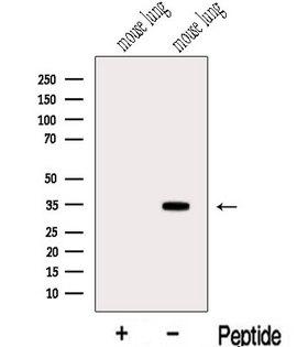 MDH / MDH2 Antibody - Western blot analysis of extracts of mouse lung tissue using MDH2 antibody. The lane on the left was treated with blocking peptide.