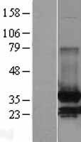MDH / MDH2 Protein - Western validation with an anti-DDK antibody * L: Control HEK293 lysate R: Over-expression lysate