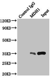 MDH1 Antibody - Immunoprecipitating MDH1 in HepG2 whole cell lysate Lane 1: Rabbit monoclonal IgG (1µg) instead of MDH1 Antibody in HepG2 whole cell lysate.For western blotting, a HRP-conjugated anti-rabbit IgG, specific to the non-reduced form of IgG was used as the Secondary antibody (1/50000) Lane 2: MDH1 Antibody (4µg) + HepG2 whole cell lysate (500µg) Lane 3: HepG2 whole cell lysate (20µg)