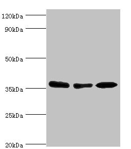 MDH1 Antibody - Western blot All lanes: MDH1 antibody at 4µg/ml Lane 1: HepG2 whole cell lysate Lane 2: Hela whole cell lysate Lane 3: Mouse kidney tissue Secondary Goat polyclonal to rabbit IgG at 1/10000 dilution Predicted band size: 37, 28, 39 kDa Observed band size: 37 kDa