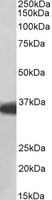 MDH1 Antibody - Goat Anti-MDH1 / MOR2 Antibody (0.01µg/ml) staining of Pig Heart lysate (35µg protein in RIPA buffer). Primary incubation was 1 hour. Detected by chemiluminescencence.