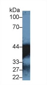 MDH1 Antibody - Western Blot; Sample: Human Lung lysate; ;Primary Ab: 1µg/ml Rabbit Anti-Human MDH1 Antibody;Second Ab: 0.2µg/mL HRP-Linked Caprine Anti-Rabbit IgG Polyclonal Antibody;