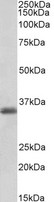 MDH1 Antibody - Goat Anti-MDH1 / MOR2 (aa211-223) Antibody (0.1µg/ml) staining of Pig Heart lysates (35µg protein in RIPA buffer). Primary incubation was 1 hour. Detected by chemiluminescencence.
