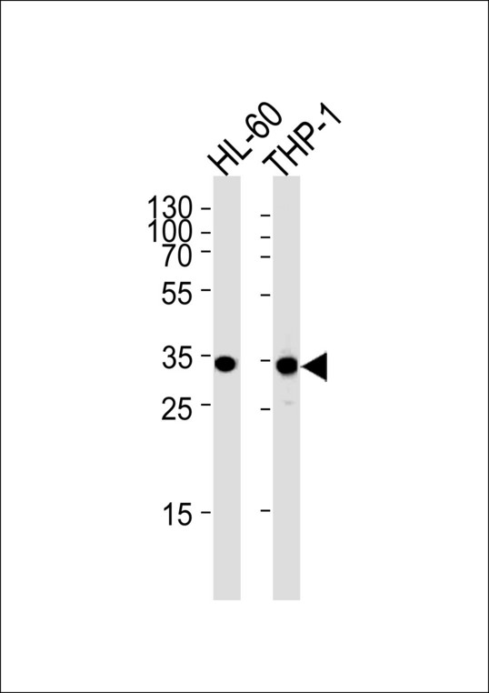 MDH1 Antibody - MDH1 Antibody western blot of HL-60,THP-1 cell line lysates (35 ug/lane). The MDH1 antibody detected the MDH1 protein (arrow).
