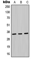 MDH1 Antibody - Western blot analysis of MDH1 expression in Jurkat (A); HepG2 (B); PC12 (C) whole cell lysates.