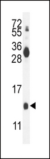 MDK / Midkine Antibody - MDK Antibody western blot of mouse kidney tissue lysates (35 ug/lane). The MDK antibody detected the MDK protein (arrow).