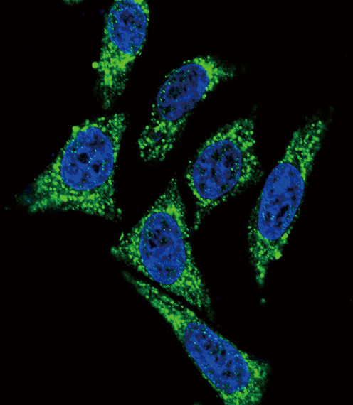 MDK / Midkine Antibody - Confocal immunofluorescence of MDK Antibody with HeLa cell followed by Alexa Fluor 488-conjugated goat anti-rabbit lgG (green). DAPI was used to stain the cell nuclear (blue).