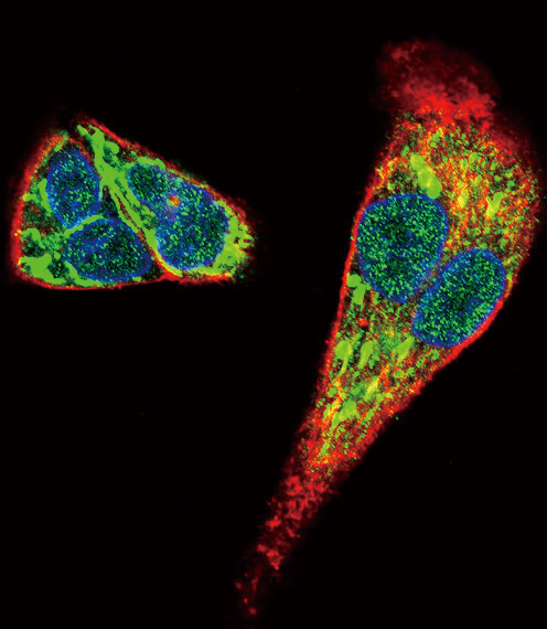 MDK / Midkine Antibody - Confocal immunofluorescence of MDK Antibody with HepG2 cell followed by Alexa Fluor 488-conjugated goat anti-rabbit lgG (green). Actin filaments have been labeled with Alexa Fluor555 phalloidin (red). DAPI was used to stain the cell nuclear (blue).