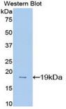 MDK / Midkine Antibody - Western blot of recombinant MDK / Midkine.  This image was taken for the unconjugated form of this product. Other forms have not been tested.