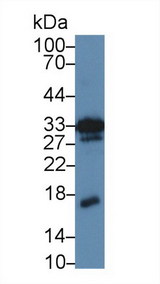 MDK / Midkine Antibody - Western Blot; Sample: Mouse Kidney lysate; Primary Ab: 5µg/ml Rabbit Anti-Mouse MK Antibody Second Ab: 0.2µg/mL HRP-Linked Caprine Anti-Rabbit IgG Polyclonal Antibody