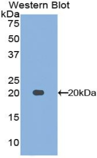 MDK / Midkine Antibody - Western blot of recombinant MDK / Midkine.  This image was taken for the unconjugated form of this product. Other forms have not been tested.