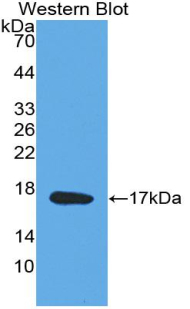 MDK / Midkine Antibody - Western blot of recombinant MDK / Midkine.