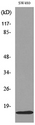 MDK / Midkine Antibody - Western blot analysis of lysate from SW480 cells, using MDK Antibody.