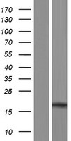 MDK / Midkine Protein - Western validation with an anti-DDK antibody * L: Control HEK293 lysate R: Over-expression lysate