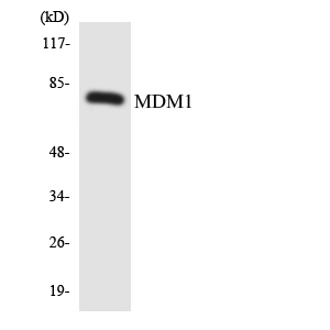 MDM1 Antibody - Western blot analysis of the lysates from HepG2 cells using MDM1 antibody.