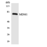 MDM1 Antibody - Western blot analysis of the lysates from HepG2 cells using MDM1 antibody.