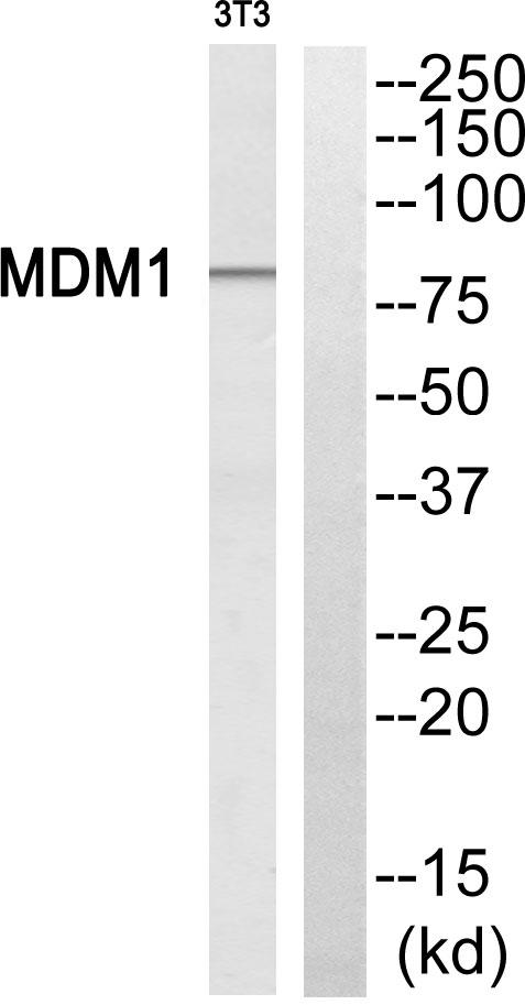 MDM1 Antibody - Western blot analysis of extracts from NIH/3T3 cells, using MDM1 antibody.