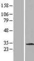 MDM1 Protein - Western validation with an anti-DDK antibody * L: Control HEK293 lysate R: Over-expression lysate