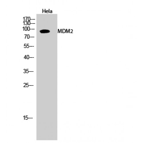 MDM2 Antibody - Western blot of MDM2 antibody