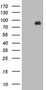 MDM2 Antibody - HEK293T cells were transfected with the pCMV6-ENTRY control. (Left lane) or pCMV6-ENTRY MDM2. (Right lane) cDNA for 48 hrs and lysed. Equivalent amounts of cell lysates. (5 ug per lane) were separated by SDS-PAGE and immunoblotted with anti-MDM2.