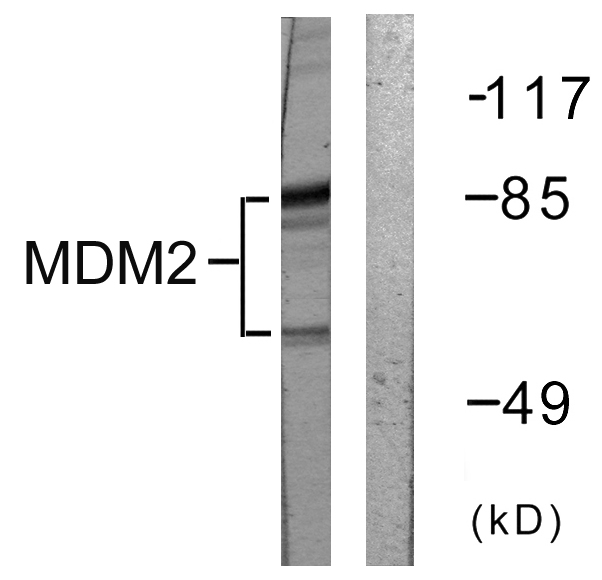 MDM2 Antibody - Western blot analysis of lysates from COS7 cells, using MDM2 Antibody. The lane on the right is blocked with the synthesized peptide.