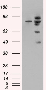 MDM2 Antibody - HEK293 overexpressing MDM2 (RC219518) and probed with (mock transfection in first lane).