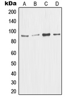 MDM2 Antibody - Western blot analysis of MDM2 expression in Jurkat (A); A673 (B); HEK293T (C); A549 (D) whole cell lysates.