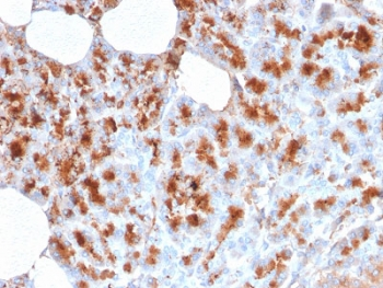 MDM2 Antibody - IHC testing of FFPE human pancreas stained with MDM2 antibody. Required HIER: boiling tissue sections in 10mM citrate buffer, pH6, for 10-20 min followed by cooling at RT for 20 min.