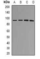 MDM2 Antibody - Western blot analysis of MDM2 expression in SHSY5Y (A); A549 (B); rat brain (C); rat lung (D) whole cell lysates.