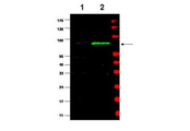 MDM2 Antibody - Anti-MDM2 Antibody - Western Blot. Western blot using affinity purified Anti-MDM2 (Rabbit) is shown to detect a band (arrow) corresponding to mouse MDM2 protein present in mouse MEF cells (lane 2) but not human kidney HEK293 cells (lane 1). Approximately 35 ug of lysate was separated by 4-20% Tris Glycine SDS-PAGE. After blocking the membrane with 5% normal goat serum, 0.5% BLOTTO in PBS, the membrane was probed for overnight at 4° with the primary antibody diluted to 1:500 in 1% normal goat serum, 0.1% BLOTTO in PBS. The membrane was washed and reacted with a 1:10000 dilution of IRDye800 conjugated Gt-a-Rabbit IgG [H&L] ( for 45 min at room temperature (800 nm channel, green). Molecular weight estimation was made by comparison to prestained MW markers indicated at the right (700 nm channel, red). IRDye800 fluorescence image was captured using the Ddyssey Infrared Imaging System developed by LI-COR. IRDye is a trademark of LI-COR, Inc. Other detection systems will yield similar results.