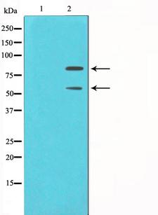 MDM2 Antibody - Western blot analysis on COS7 cell lysates using MDM2 antibody. The lane on the left is treated with the antigen-specific peptide.