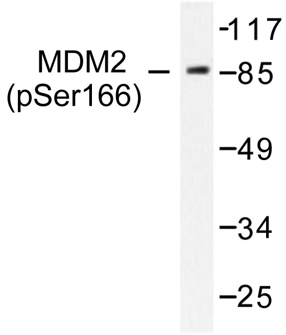 MDM2 Antibody - Western blot of p-MDM2 (S166) pAb in extracts from LOVO cells treated with EGF.