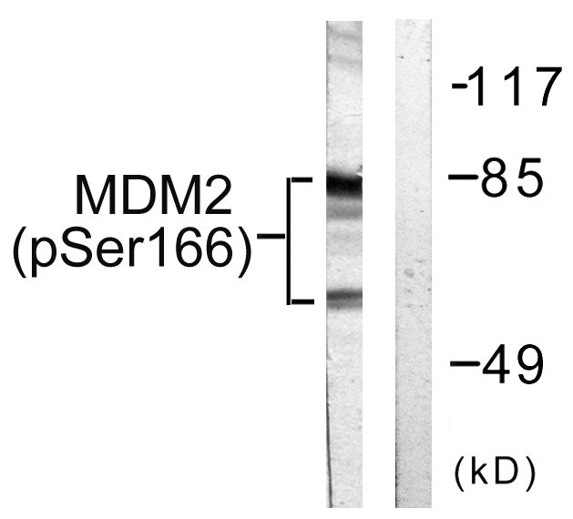 MDM2 Antibody - Western blot analysis of lysates from COS7 cells, using MDM2 (Phospho-Ser166) Antibody. The lane on the right is blocked with the phospho peptide.