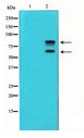 MDM2 Antibody - Western blot of MDM2 phosphorylation expression in COS7 whole cell lysates,The lane on the left is treated with the antigen-specific peptide.