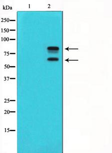 MDM2 Antibody - Western blot analysis of MDM2 phosphorylation expression in COS7 whole cells lysates. The lane on the left is treated with the antigen-specific peptide.